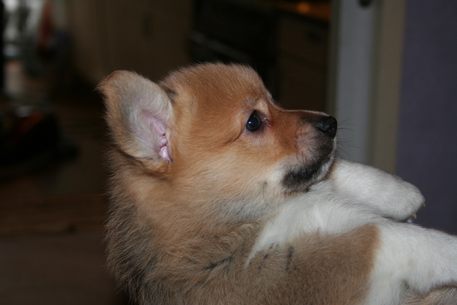 Puppies